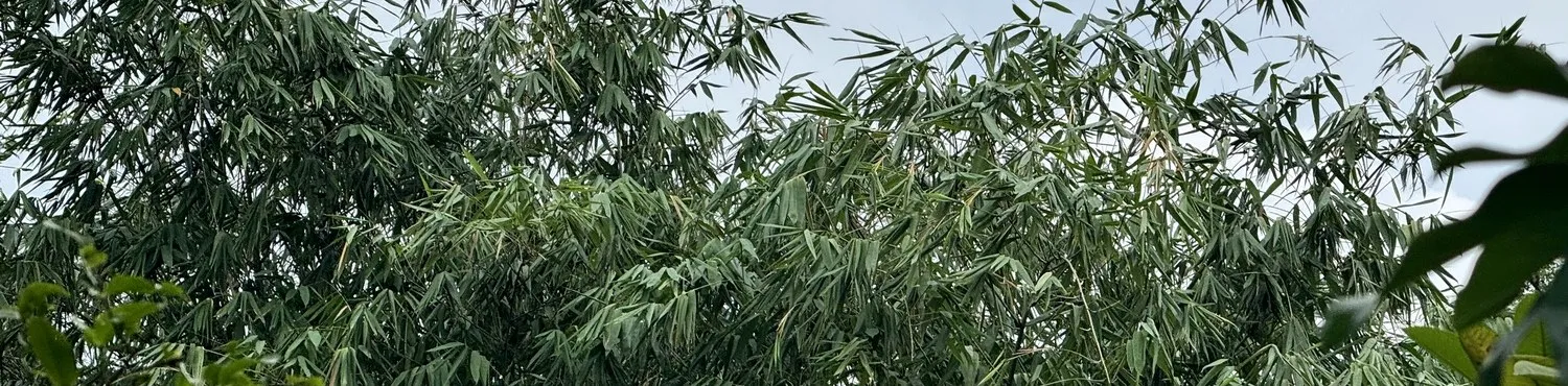 Anh Tre, hàng tre ven đường
