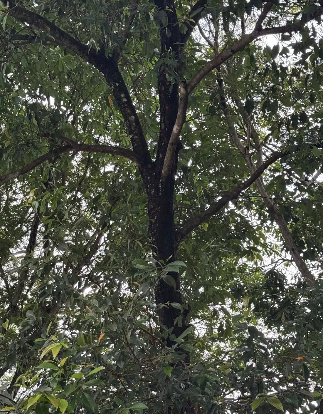 Bác Cây Tán Mát, cây lớn tán rộng trong EcoXuân