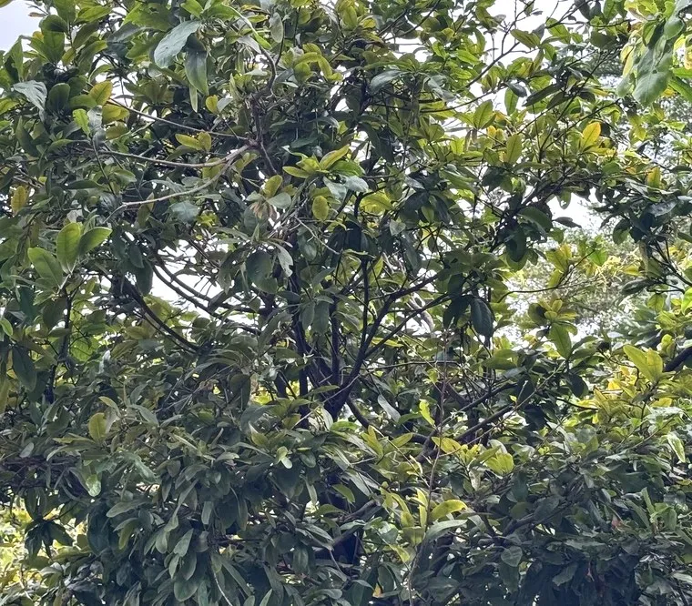 Cô Mai Vàng, buổi chiều