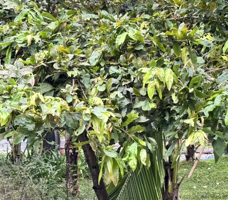Cô Mai Vàng, cuối tuần