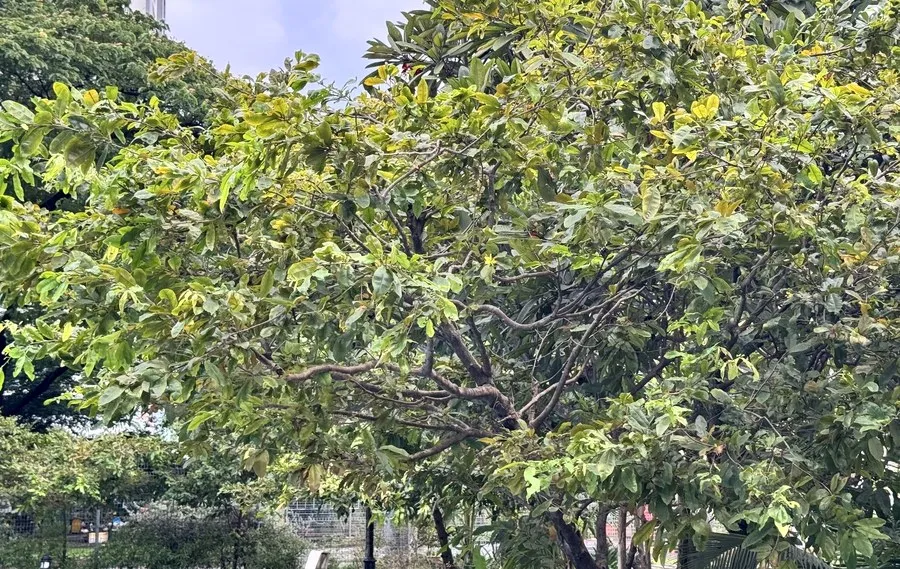 Cô Mai Vàng