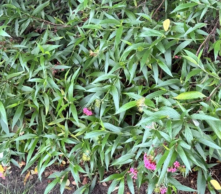 Em Liễu Hồng, buổi sáng