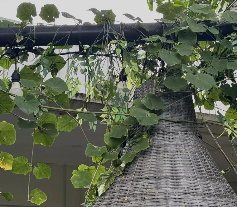 Chị Dây Leo, buổi tối